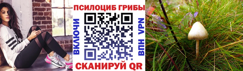 Галлюциногенные грибы мицелий  Купить закладки  Ессентукская 